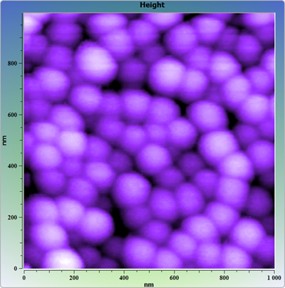Latex spheres. AFM image. Topography.