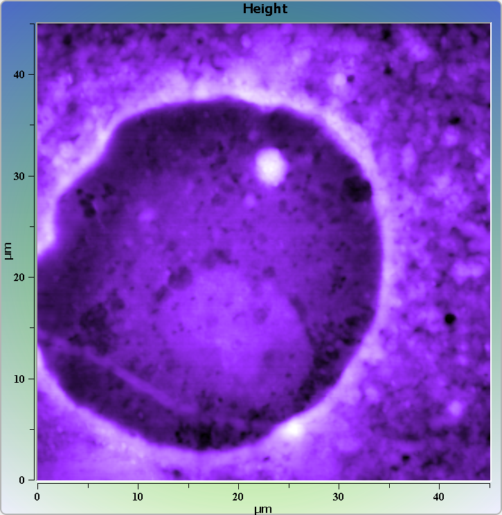 Cell on glass. AFM image. Semi-contact mode. Topography.