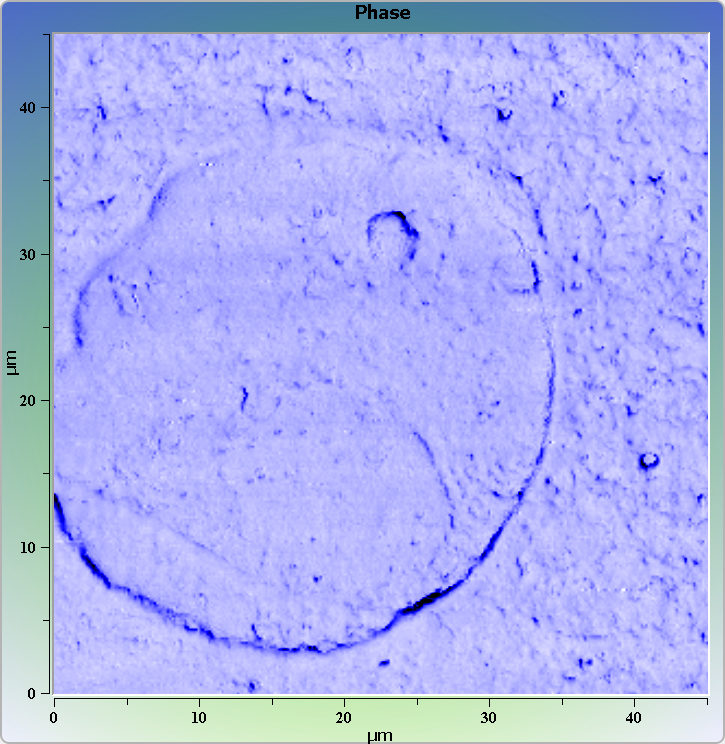 Cell on glass. AFM image. Semi-contact mode. Phase image.